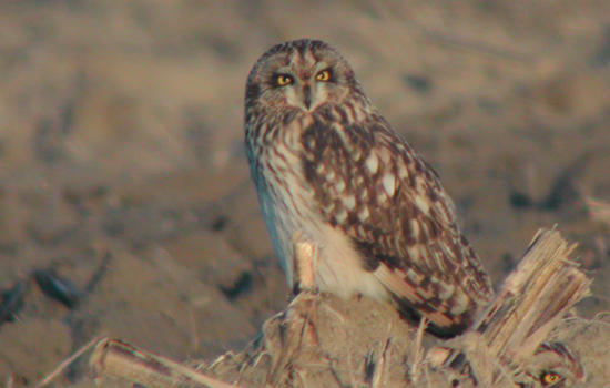 Sortie nature : la nuit de la chouette