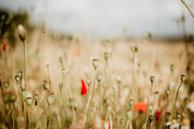 Anaïs Baya - Photographe