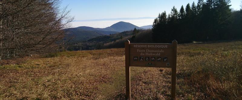La tourbière : un héritage naturel