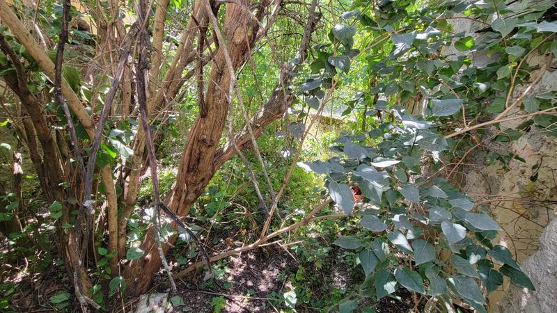 Maison de village - 70 m² - 3 pièces