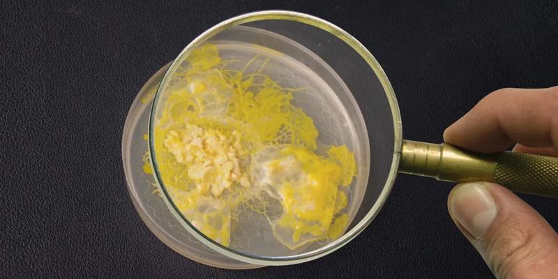 Atelier "Blob à la loupe"