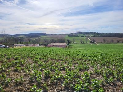 Terrain constructible - 1 148 m²