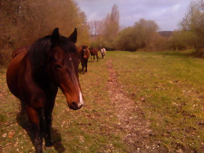 Tournon autour du Cheval