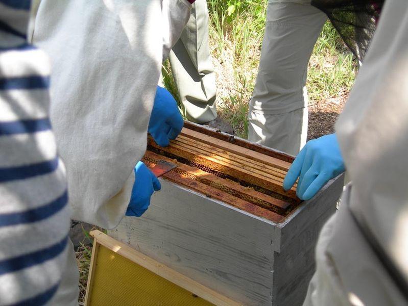S'initier à l'apiculture (1ère séance/5)