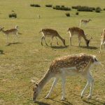 La vallée des daims