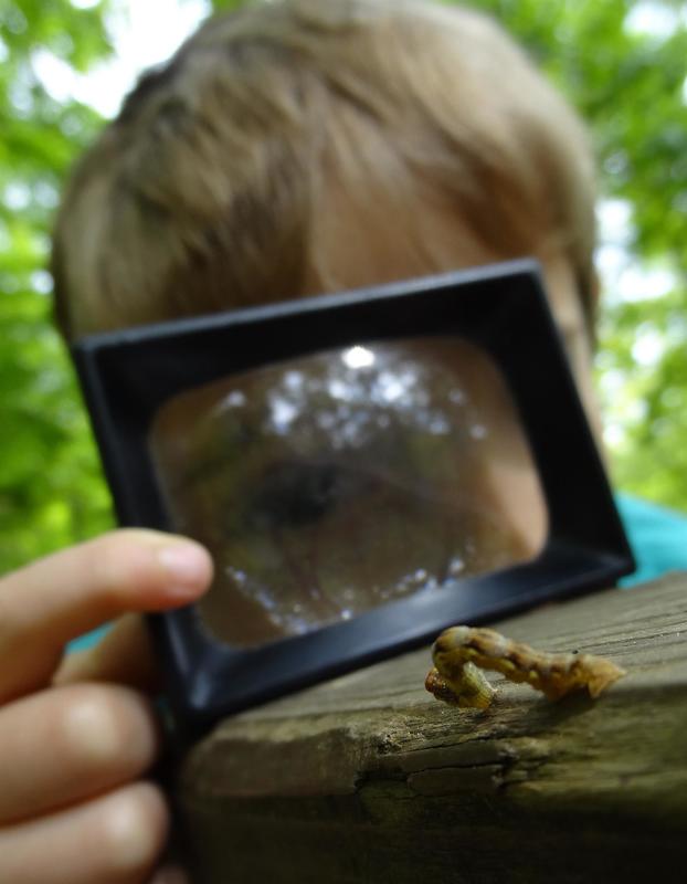 Atelier : les trésors de la forêt