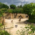Bioparc - Zoo de Doué-la-Fontaine