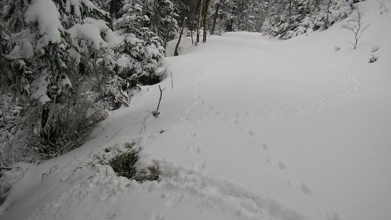 Sortie en forêt d’altitude, à la recherche de vie animale