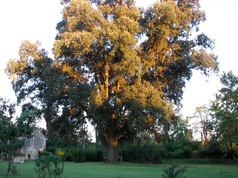 Manoir - 392 m² - 10 pièces