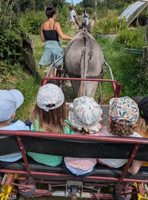 Bal'ane : découverte des plantes en carriole tirée par l'âne