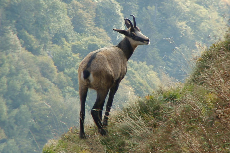 Club Vosgien : le sentier des Roches