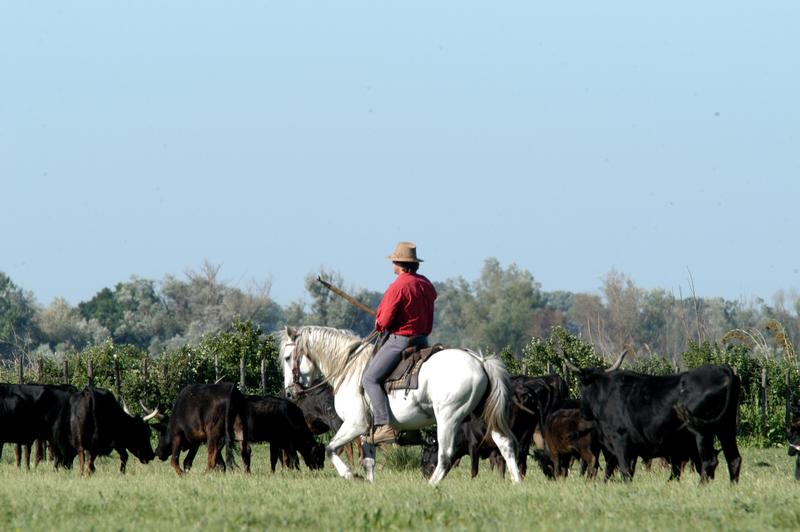 Manade des Chanoines