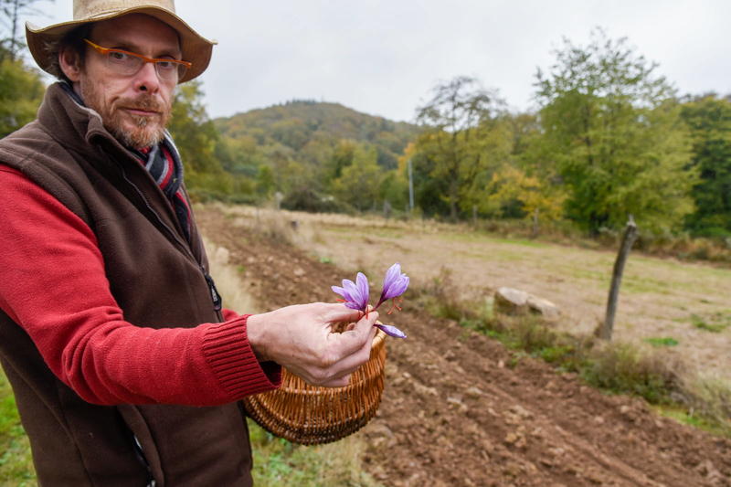 Visite commentée la culture du Safran