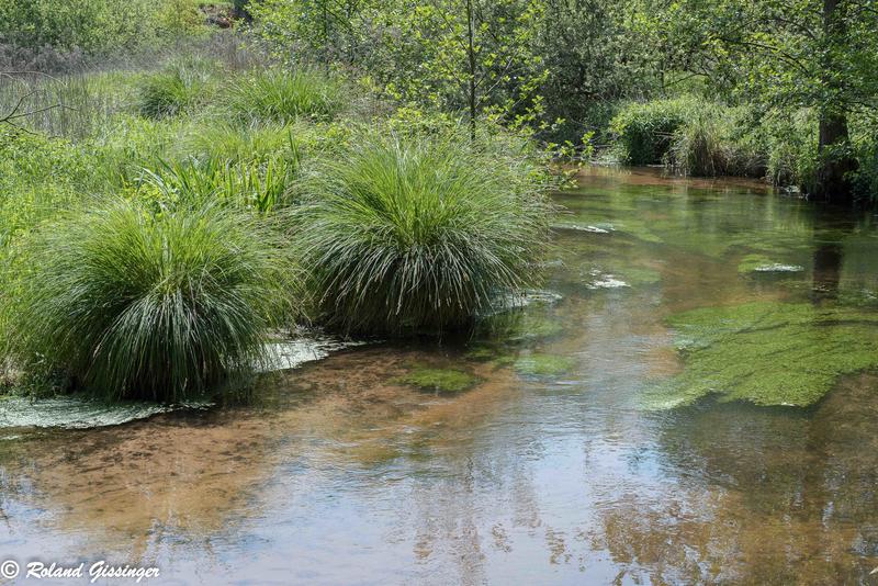 Découverte d’un ruisseau et de sa biodiversité