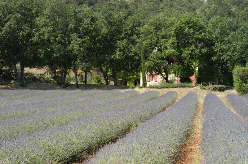 Mas - 250 m² - 7 pièces