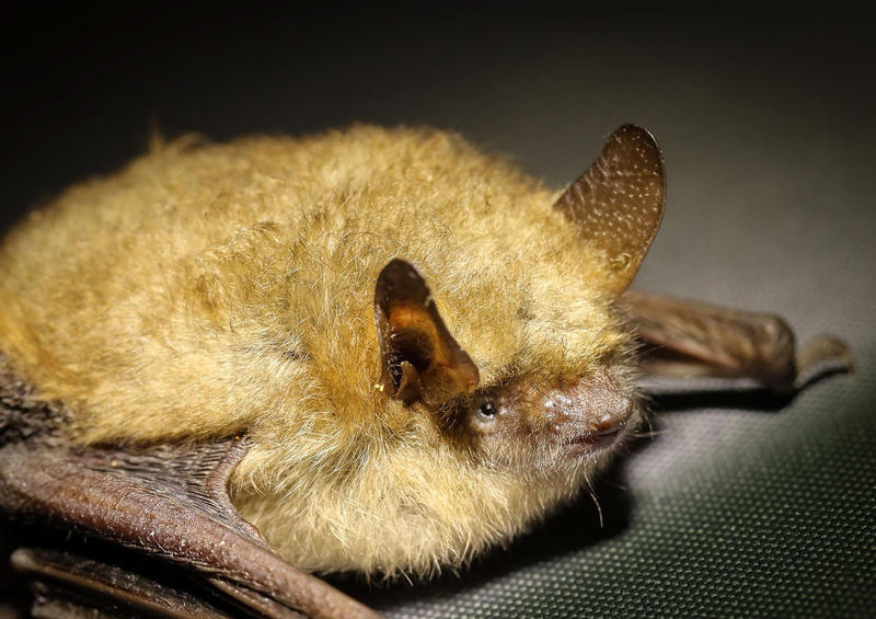 Atelier Brico'nature “Gîte à Chauve-souris”