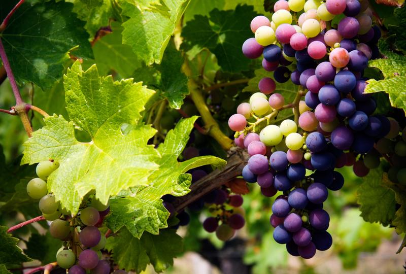 Terrain agricole - 276 m²