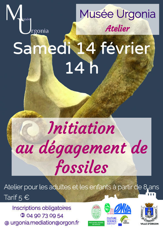 Atelier d'initiation au dégagement de fossiles
