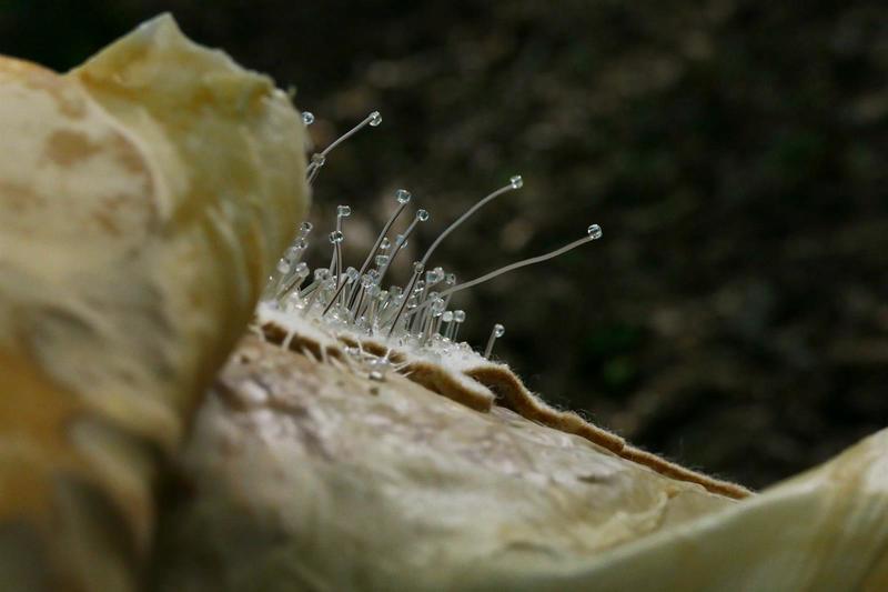 Exposition : empreintes et la terre