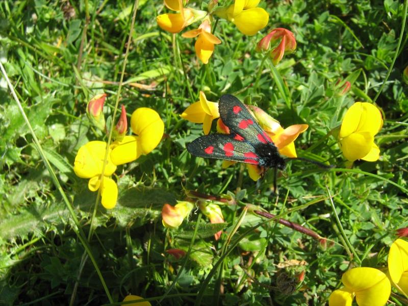 Papillons et cie dans les dunes de St Georges-de-la-Rivière