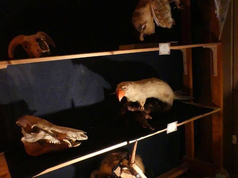 Grand jeu d'Halloween à Terres d'oiseaux