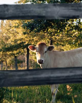 Les Incontournables de l'été au Manoir d'Apreval