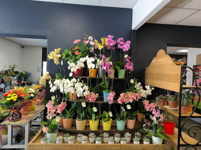 Agapanthe et Compagnie