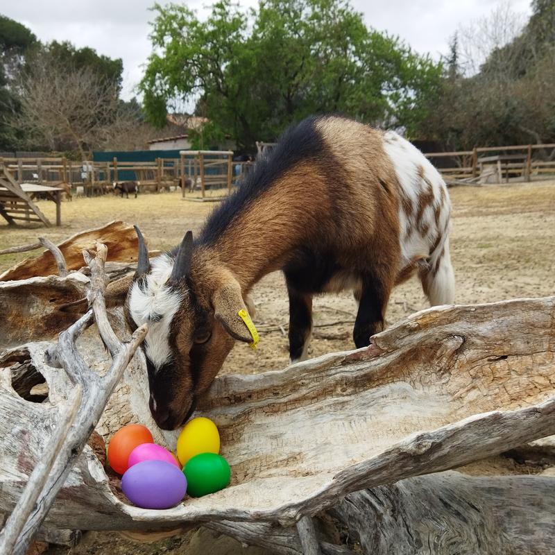 Pâques à la Ferme du Dolmen