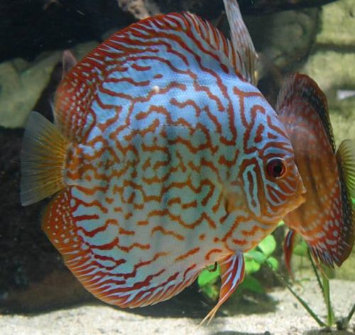 Aquarium des Tropiques