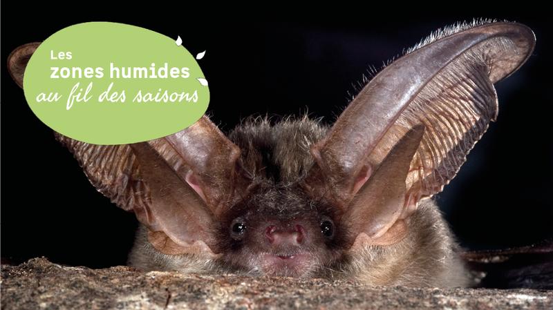 Découverte de l’étang de Langouarde et observation nocturne des chauves-souris