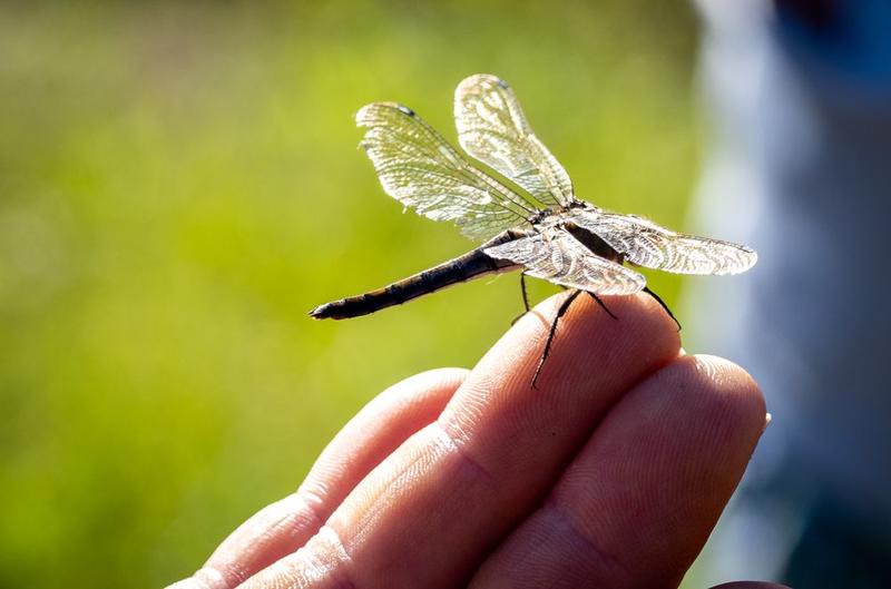 Visite guidée de l'inattendue jungle alsacienne