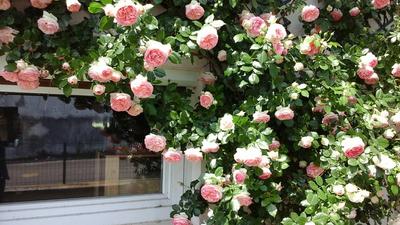 Maison de village - 87 m² - 5 pièces