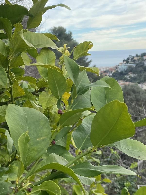 Villa - 154 m² - 6 pièces