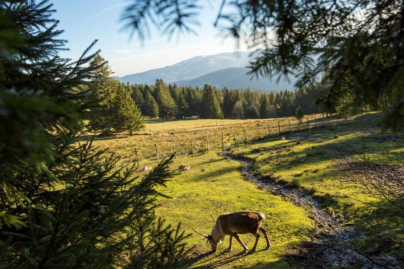 Visite de la ferme aux rennes