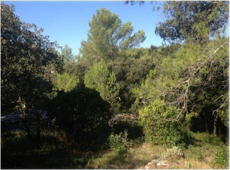 Terrain constructible - 3 000 m²