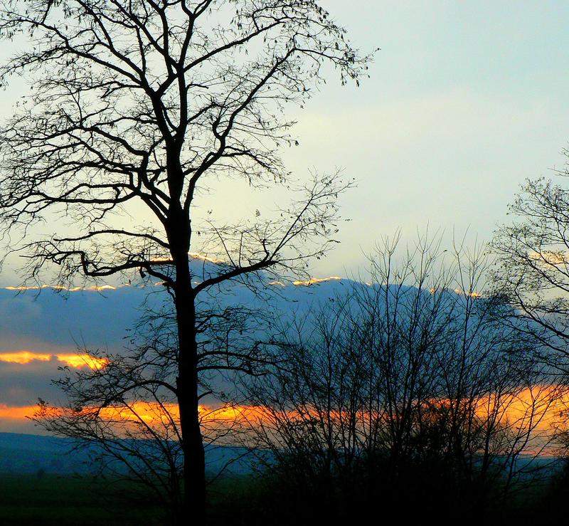 Les Forêts de l’Histoire 14-18 : sensation nature au crépuscule