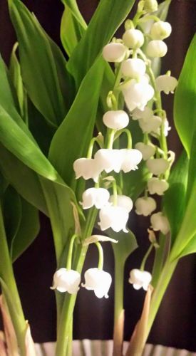 mapetitenormandie.com fleuriste