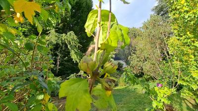 Terrain constructible - 652 m²