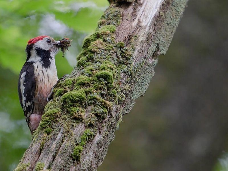 Sortie ornithologique > Groupe ornithologique normand