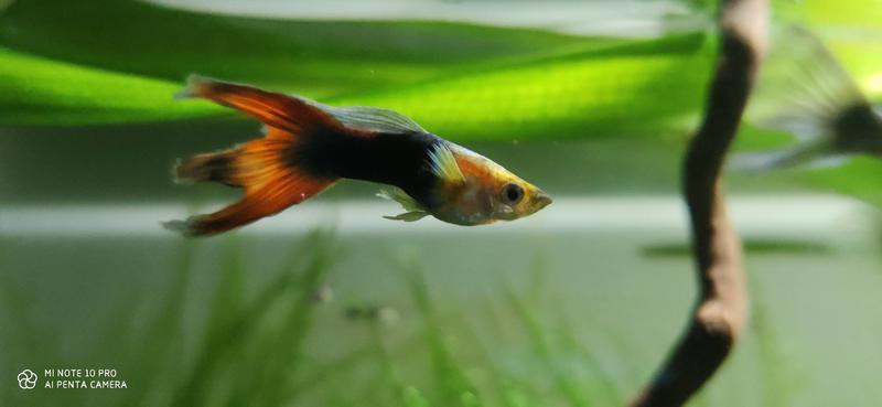 clinique vétérinaire de l'île