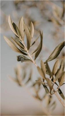 Terrain constructible - 310 m²