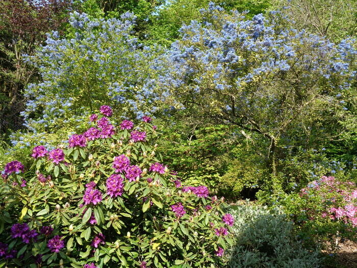 Visite commentée du parc arboré Luminosa - les camélias et les rhododendrons