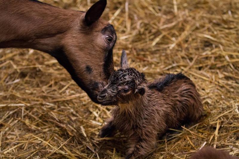 Animation biberonnage des chevreaux