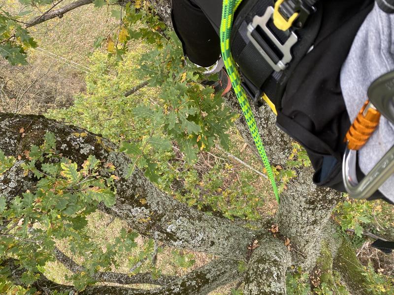 Stages à la journée &quot;Devenir grimpeur d'arbres&quot;