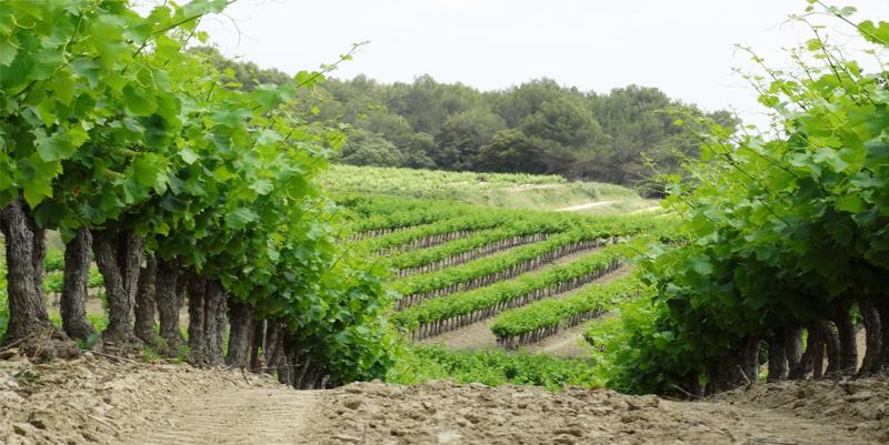 Les Lambesc'apades : visite du Vignoble du Roy René