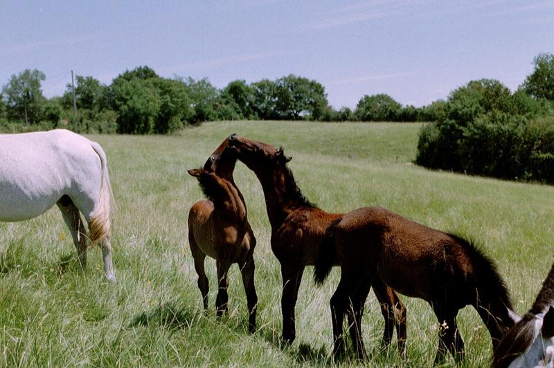 Maison - 246 m² - 6 pièces