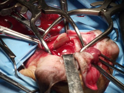 Clinique vétérinaire du Cèdre