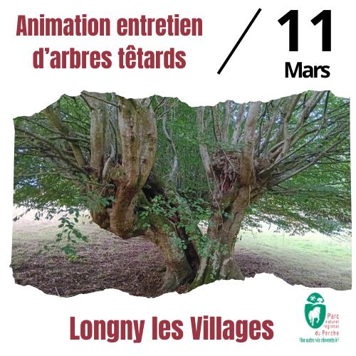 Animation d'arbres têtards