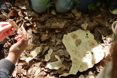 Stage nature de 3 jours "La disparition du Dr Cambium" 8-12 ans