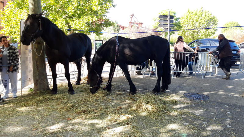 Foire agricole de la Saint-Michel
